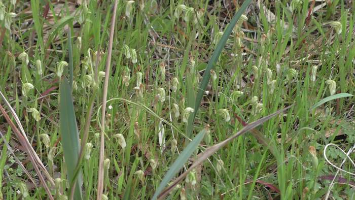 Pterostylis - Snail--Sep-2018p0003.JPG